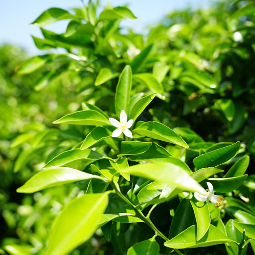 たけなかの夏みかん