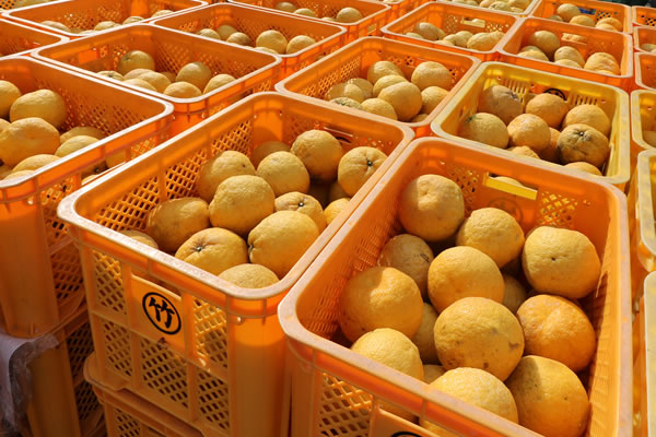 たけなかの夏みかん